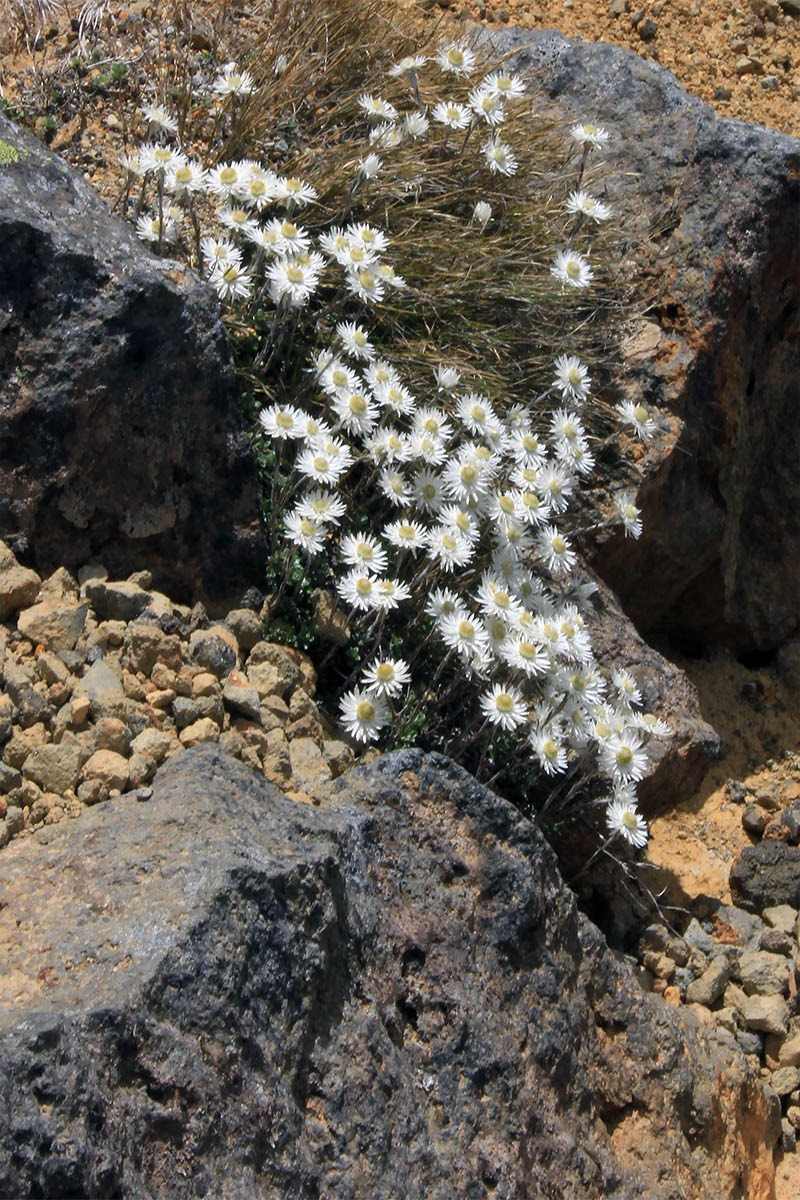 Изображение особи семейство Asteraceae.