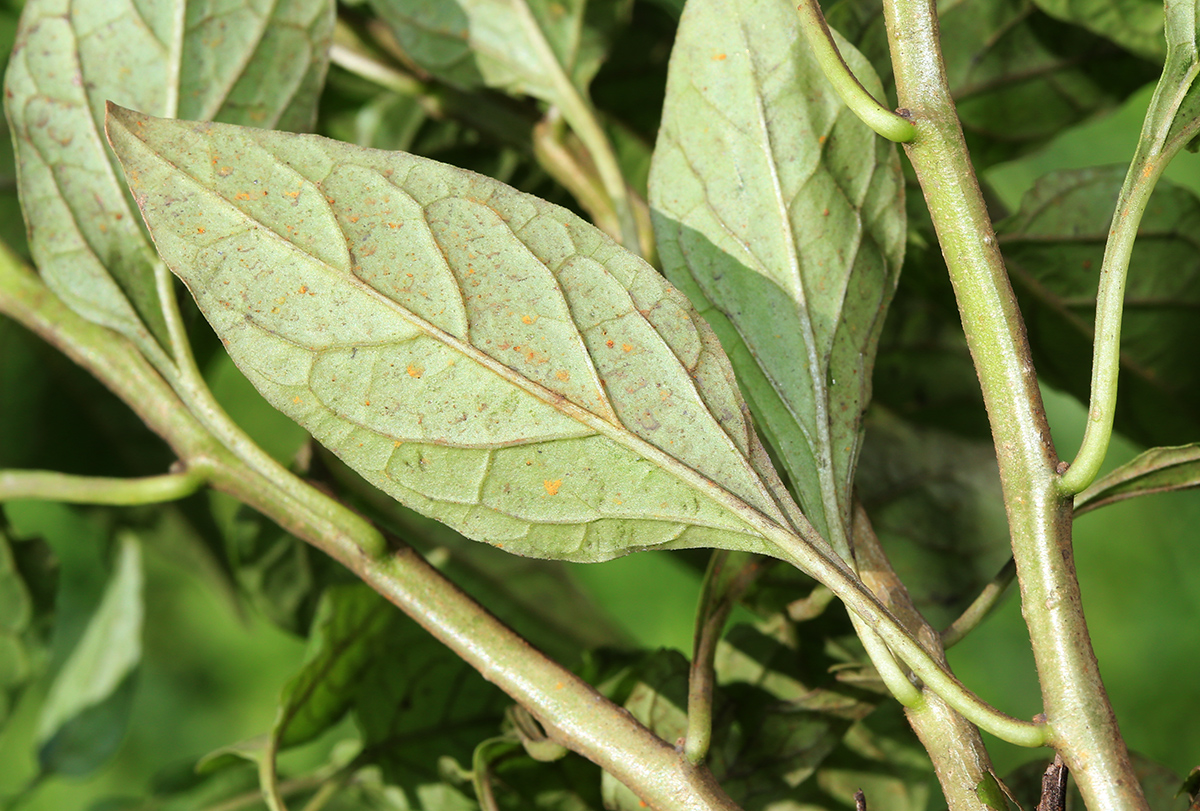 Изображение особи Solanum dulcamara.