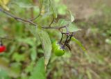 Solanum dulcamara. Соплодие с незрелыми плодами. Московская обл., ГО Подольск, мкр-н Климовск, пустырь. 13.09.2022.