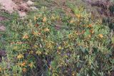 род Rhododendron. Цветущее растение. Бутан, дзонгхаг Пунакха, национальный парк \"Royal Botanical\". 03.05.2019.
