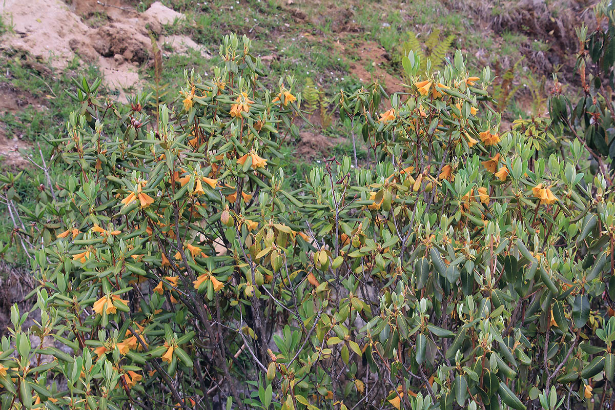 Image of genus Rhododendron specimen.