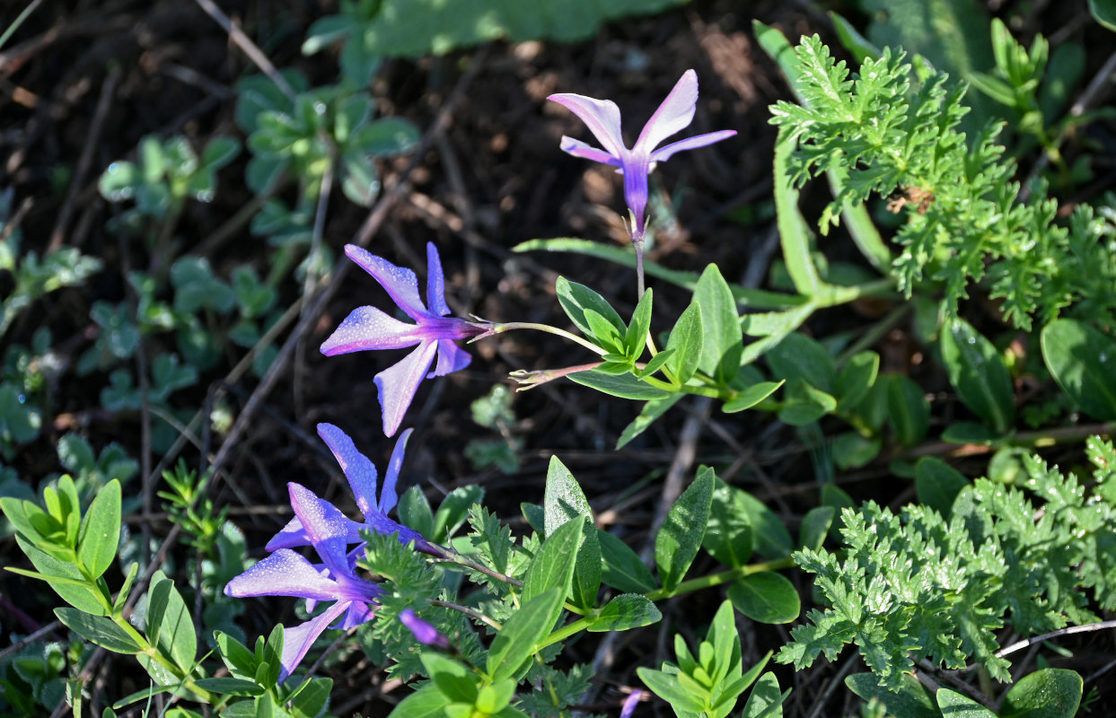 Изображение особи Vinca herbacea.