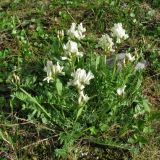 Oxytropis sordida