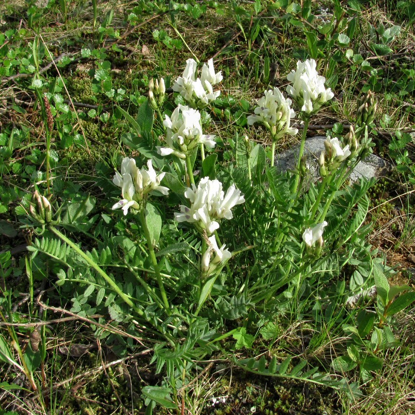 Image of Oxytropis sordida specimen.