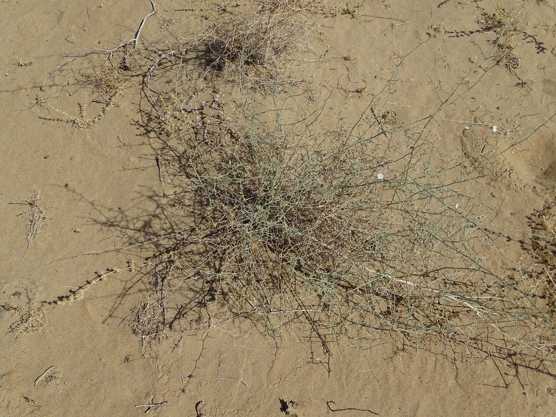 Image of Convolvulus hamadae specimen.