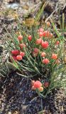 Ephedra intermedia