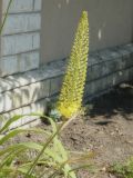 Eremurus stenophyllus