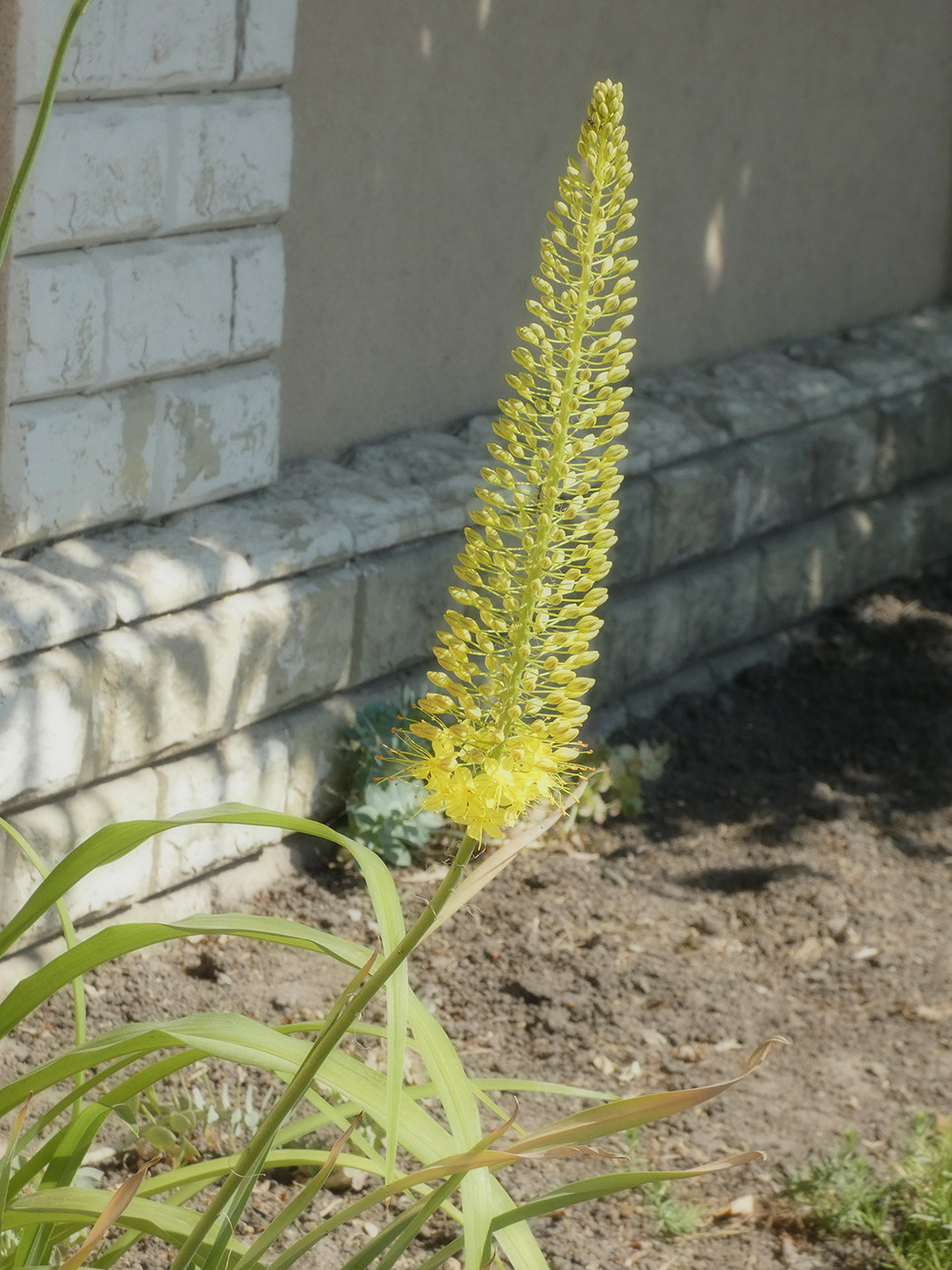 Image of Eremurus stenophyllus specimen.