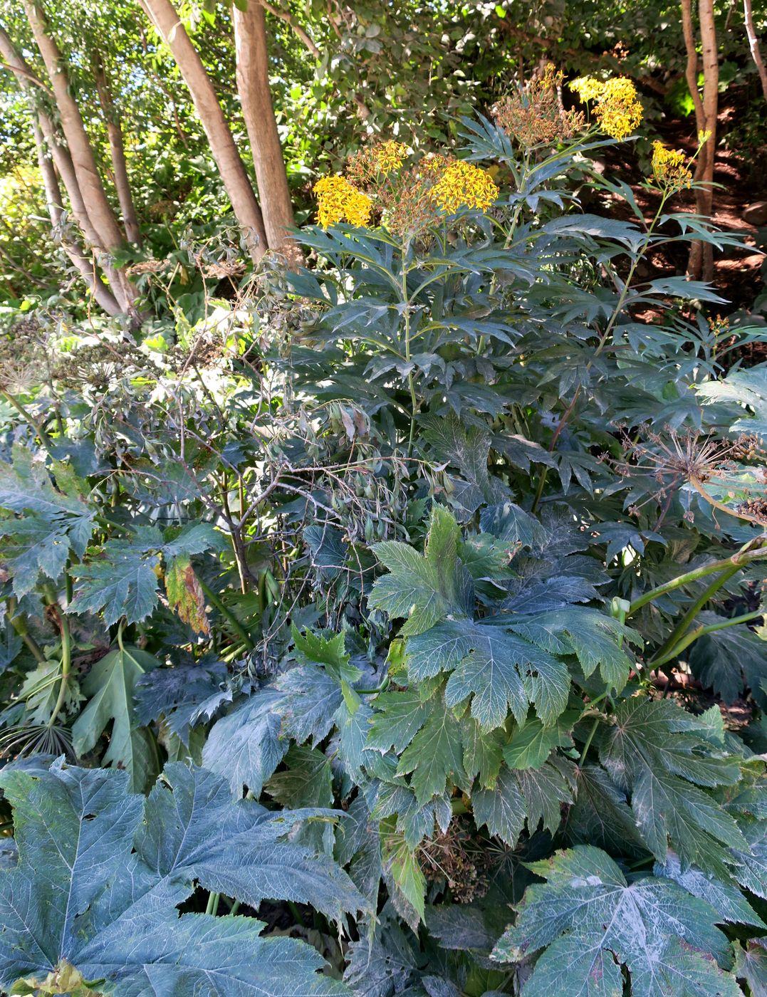 Image of Senecio cannabifolius specimen.