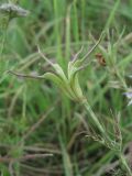 Nigella arvensis. Верхушка побега с незрелым плодом. Краснодарский край, Кавказский р-н, окр. ст-цы Темижбекская, степной склон. 12.07.2022.