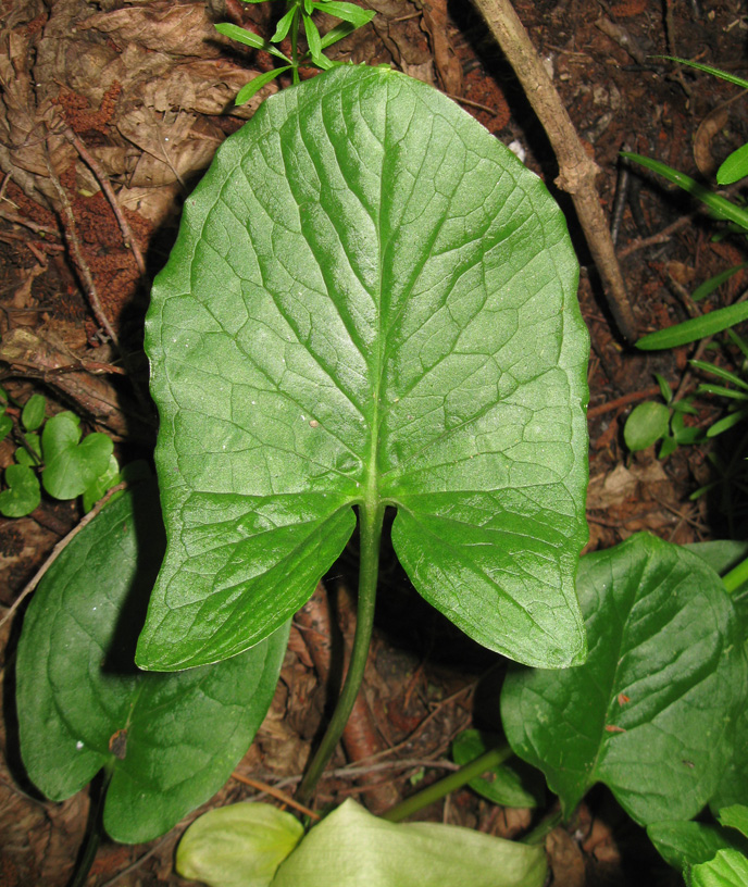 Image of Arum amoenum specimen.