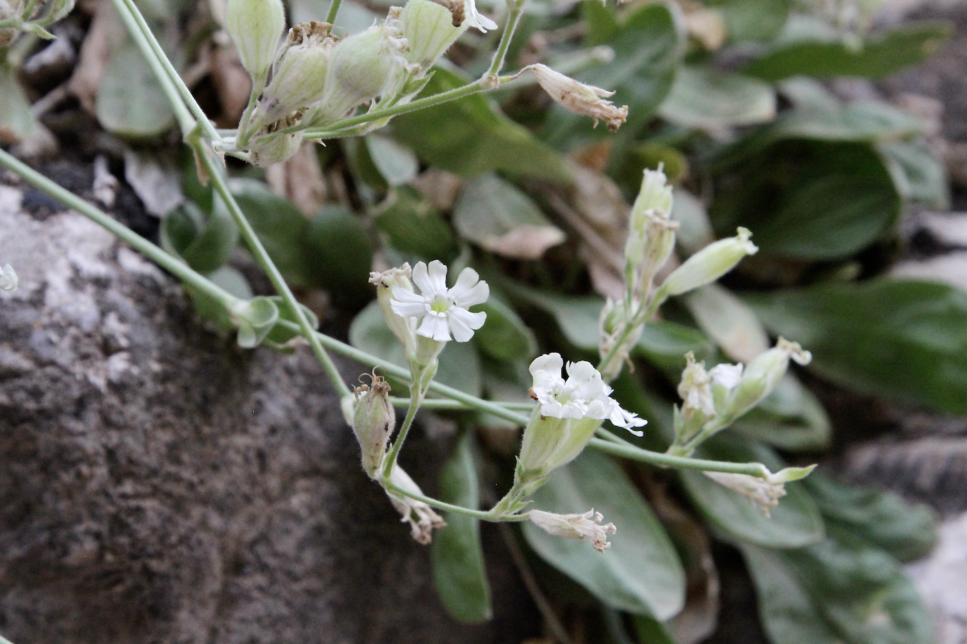 Image of Silene michelsonii specimen.