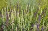 Salvia tesquicola. Совместно произрастающие растения обычной и белоцветковой форм. ДНР, Донецк, Ленинский р-н, остепененный склон старого террикона. 13.07.2021.