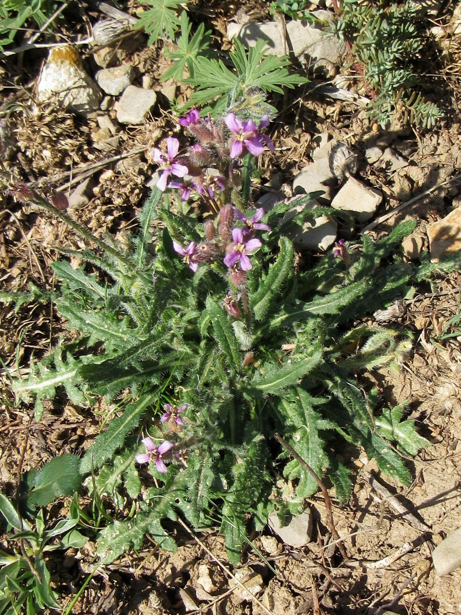 Image of Parrya khorasanica specimen.