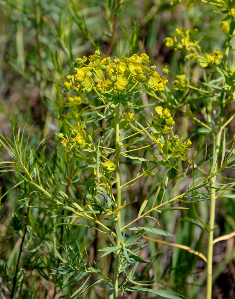 Image of Euphorbia virgata specimen.
