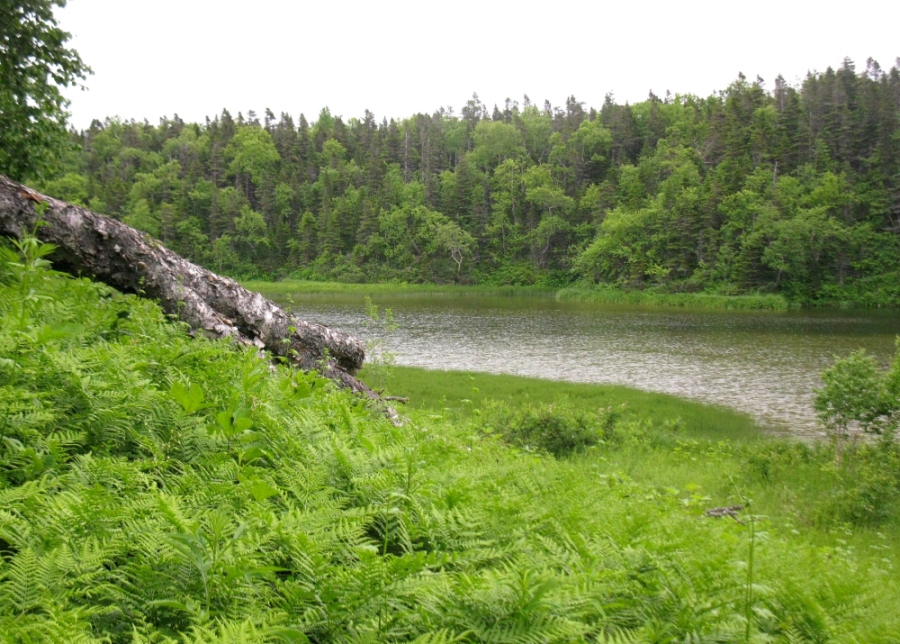 Image of Abies gracilis specimen.