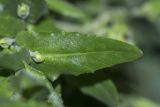 Lepidium campestre. Лист. Крым, Бахчисарайский р-н, окр. пгт Куйбышево, берег р. Бельбек. 03.05.2023.