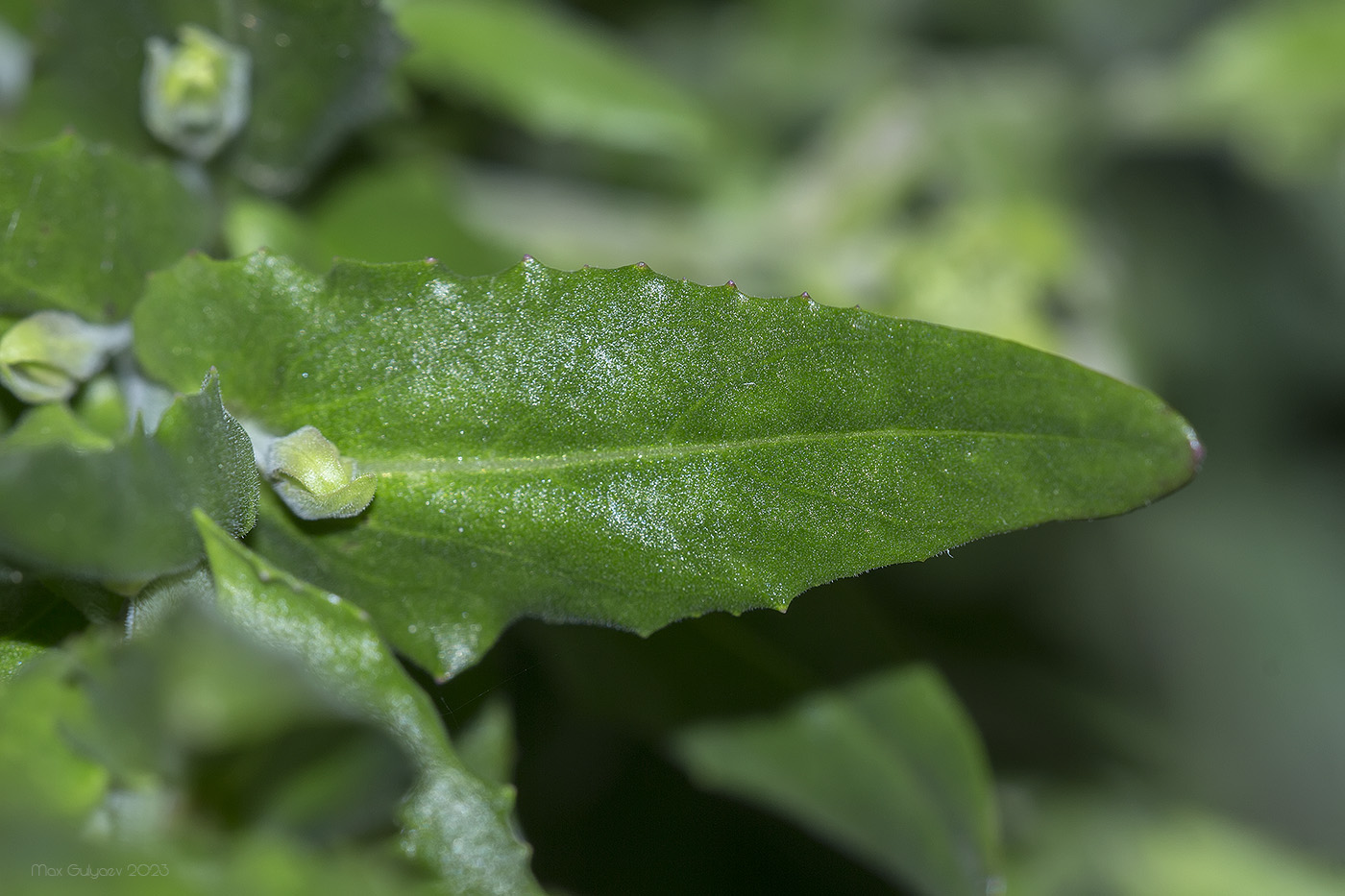 Изображение особи Lepidium campestre.