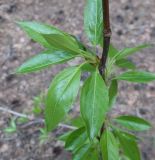 Populus longifolia