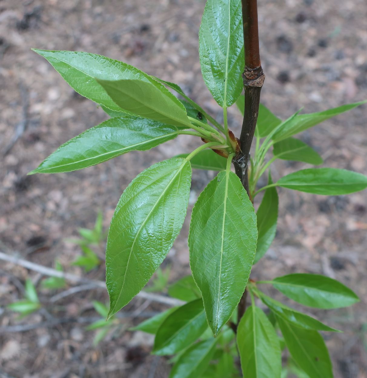 Image of Populus longifolia specimen.