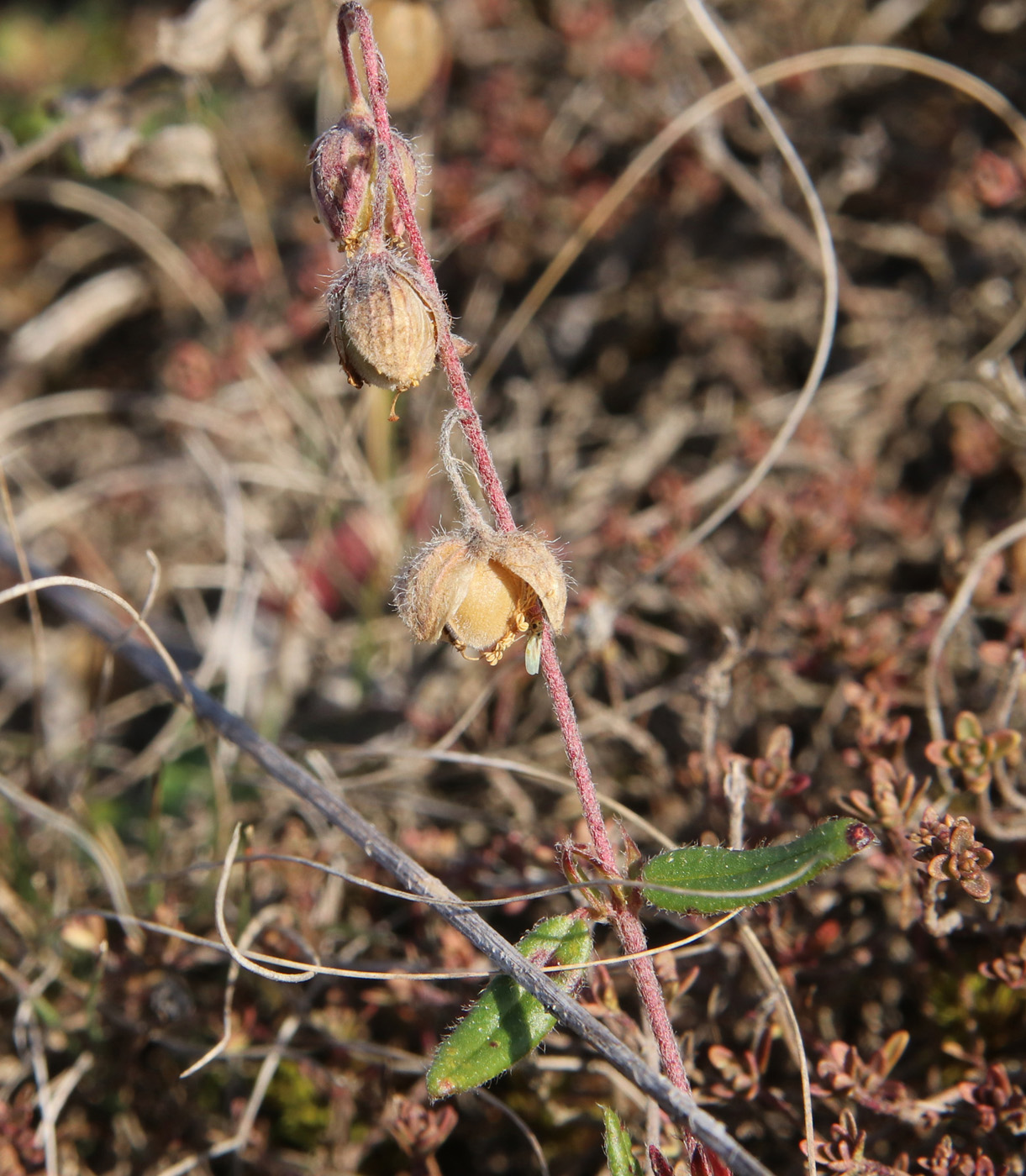 Image of Helianthemum nummularium specimen.