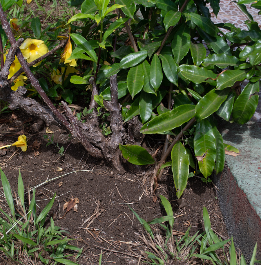 Image of Allamanda schottii specimen.