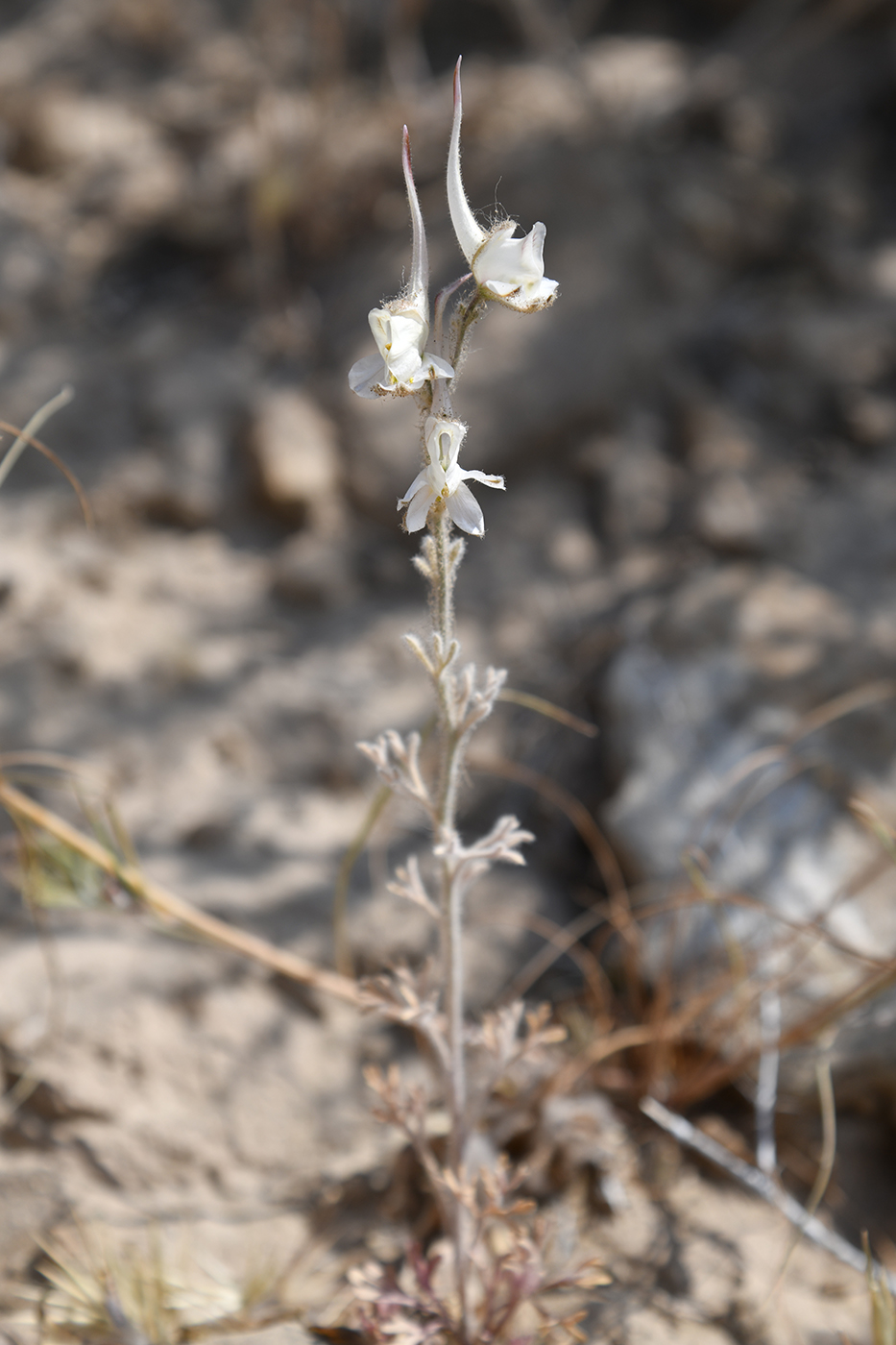 Image of Delphinium leptocarpum specimen.