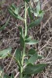 Lepidium obtusum