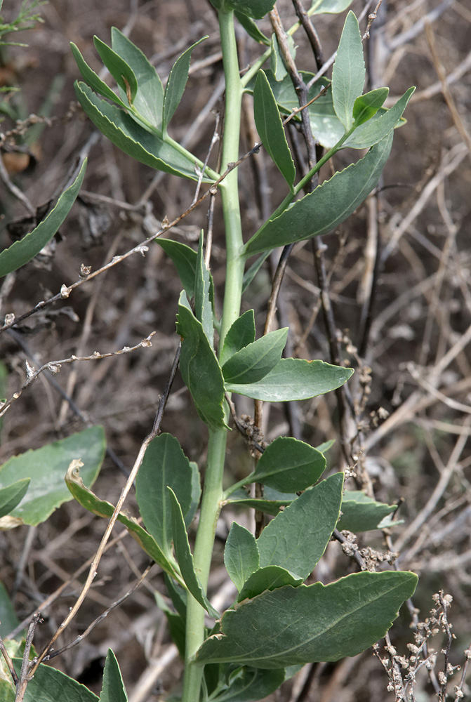 Image of Lepidium obtusum specimen.