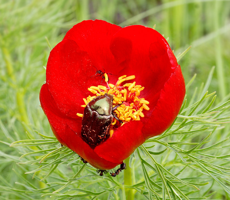 Image of Paeonia tenuifolia specimen.