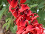 Erythrina crista-galli. Цветки. Турция, г. Анталья, бульвар Акдениз, в городском озеленении. 13.06.2023.