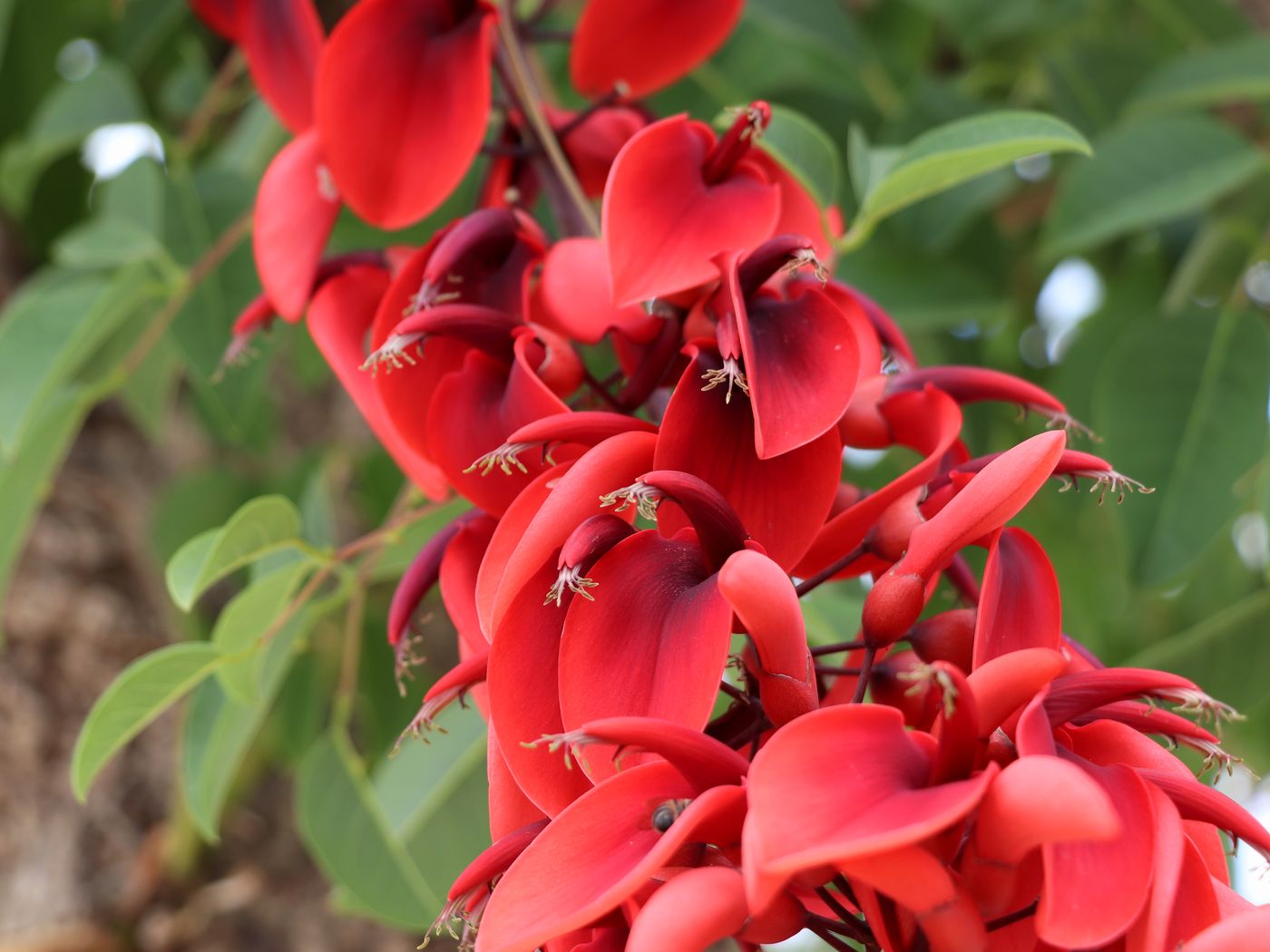 Изображение особи Erythrina crista-galli.