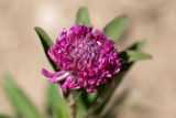 Trifolium alpestre