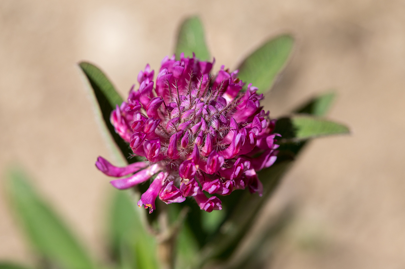 Image of Trifolium alpestre specimen.
