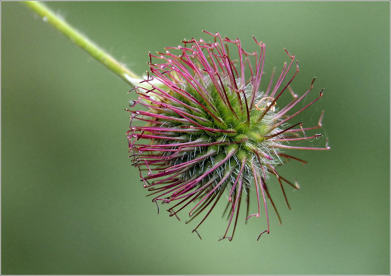 Image of Geum urbanum specimen.