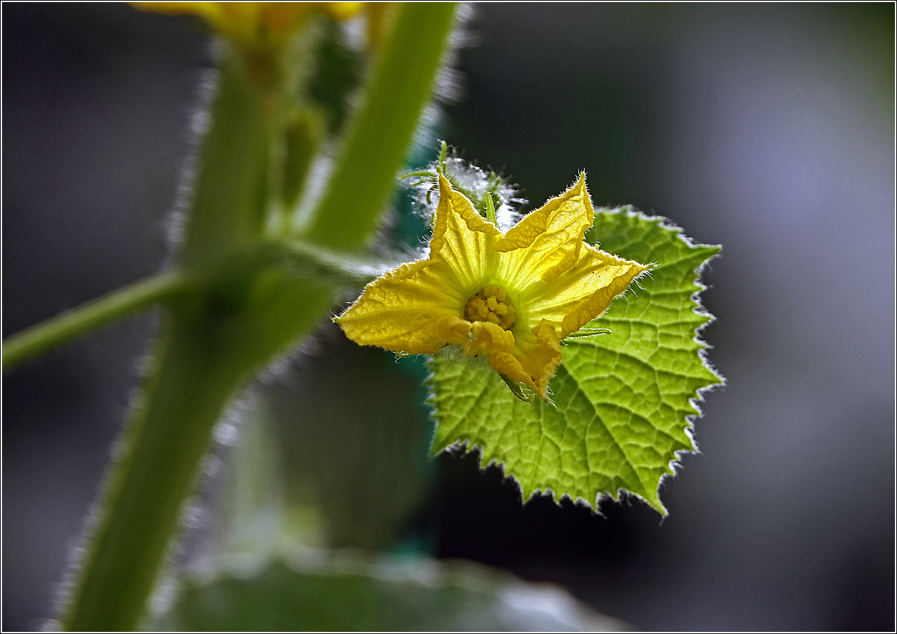 Изображение особи Cucumis sativus.