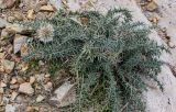 Echinops spinosissimus subspecies spinosus. Расцветающее растение. Марокко, обл. Марракеш - Сафи, хр. Высокий Атлас, перевал Тизи-н'Тишка, ≈ 2000 м н.у.м., каменистый склон. 01.01.2023.