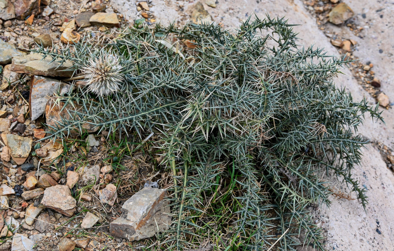 Image of Echinops spinosissimus ssp. spinosus specimen.