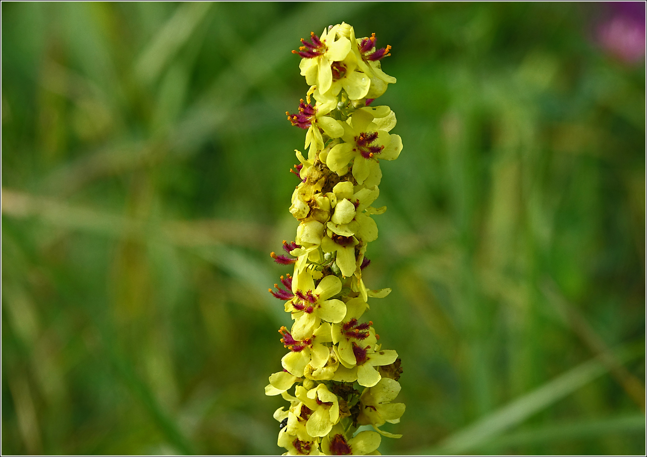 Изображение особи Verbascum nigrum.