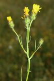 Crepis tectorum