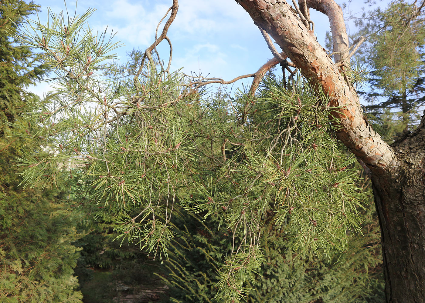 Изображение особи Pinus sylvestris.