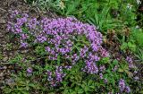 род Thymus. Цветущие растения в сообществе с Chamaepericlymenum и Leontopodium. Сахалин, Макаровский гор. округ, хр. Жданко, ≈ 400 м н.у.м., каменистый склон. 16.08.2022.