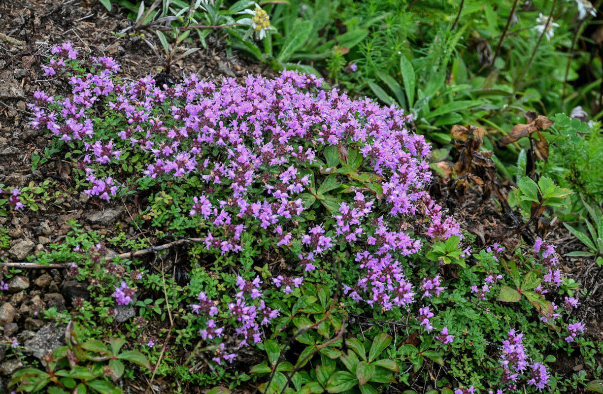 Изображение особи род Thymus.