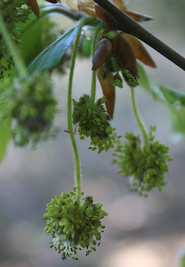 Image of Fagus &times; taurica specimen.