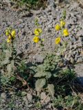 genus Verbascum. Цветущие растения. Крым, Судак, каменистый склон. 14.08.2007.