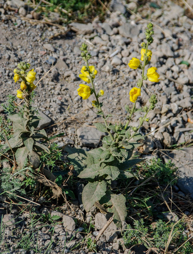 Изображение особи род Verbascum.