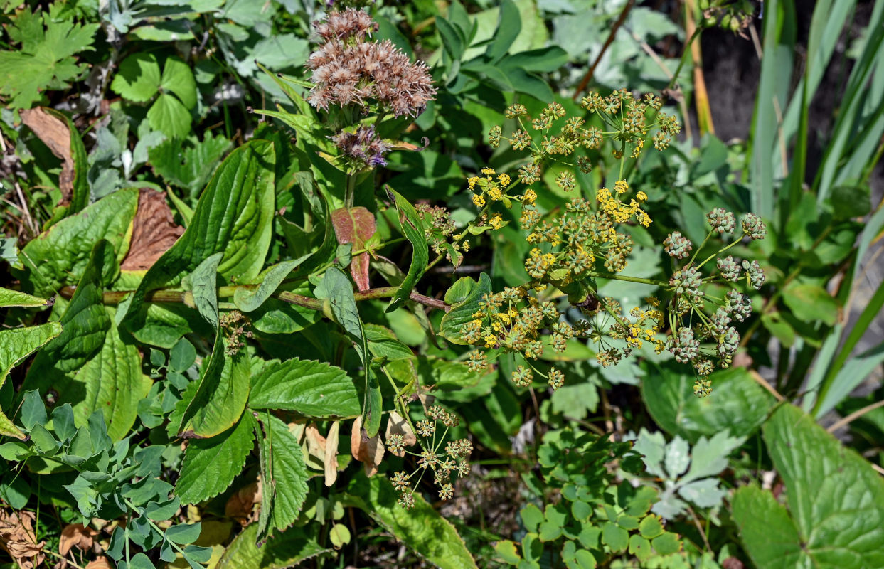 Изображение особи Bupleurum longiradiatum.