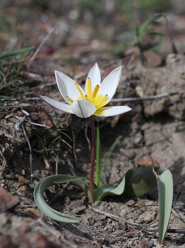 Image of Tulipa biflora specimen.