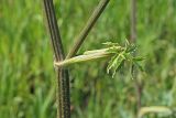 Heracleum sibiricum. Лист верхней формации, часть стебля, узел и основание бокового побега. Ульяновская обл., Мелекесский р-н, окр. с. Александровка, долина р. Бирля, луг в понижении рельефа. 17.06.2023.