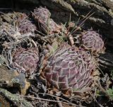 Sempervivum ruthenicum